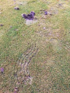 Bear claw marks and a dug up hole on the putting green.